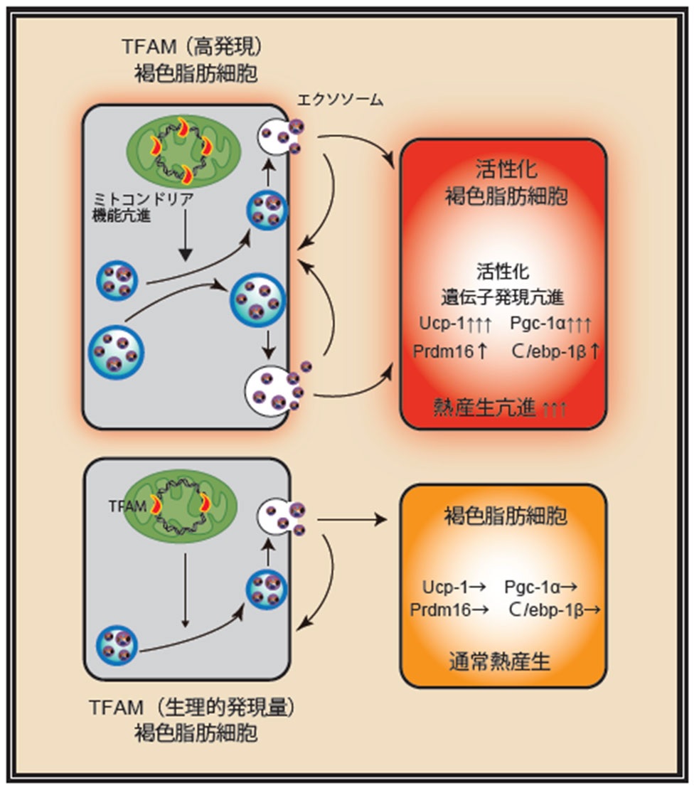 TFAM expression in brown adipocytes confers obesity resistance by secreting extracellular vesicles that promote self-activation-Professor Emeritus Dongchon Kang (Department of Clinical Chemistry and Laboratory Medicine)