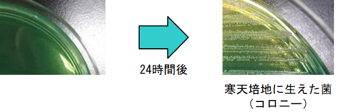 同定検査