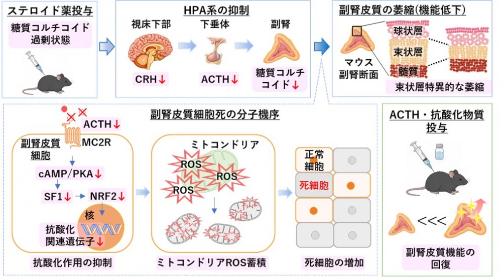本研究で明らかになった副腎皮質細胞死の仕組みの図