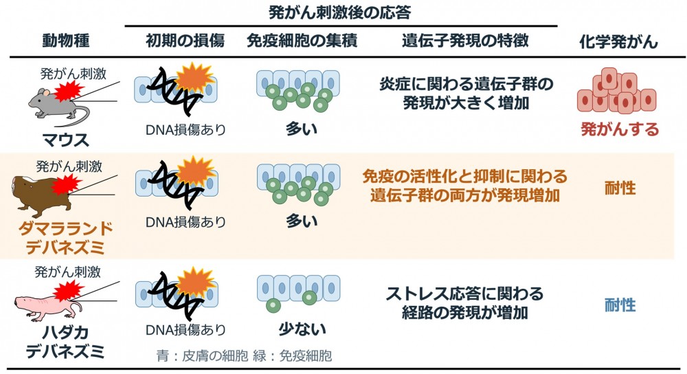 図の説明