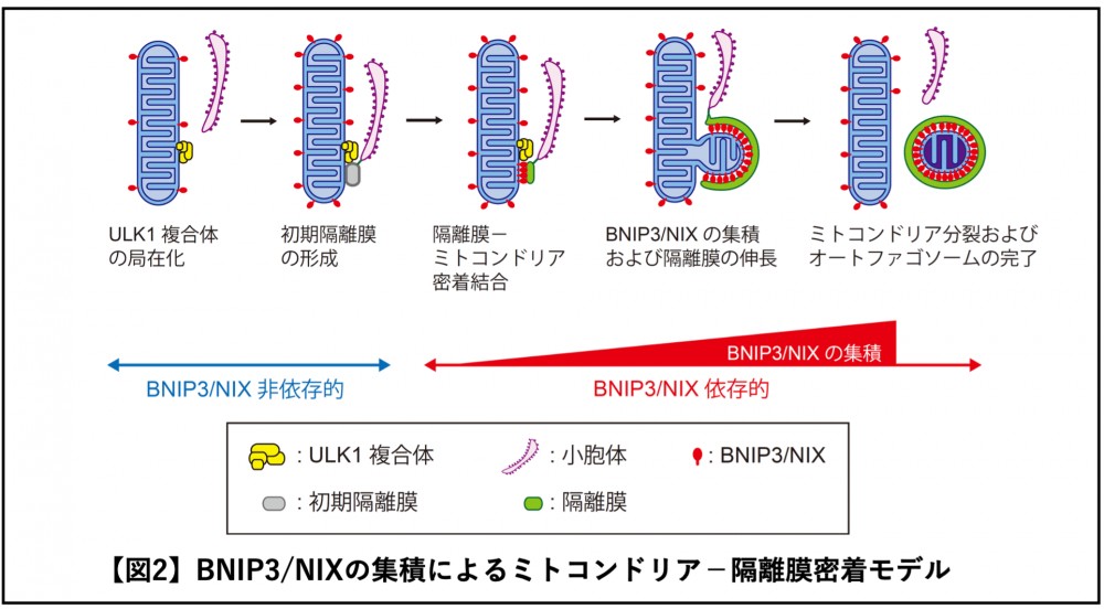 アキノリオ ミトコンドリアの力 アキノリオ ミトコンドリアのちから エアレス限定パッケージ