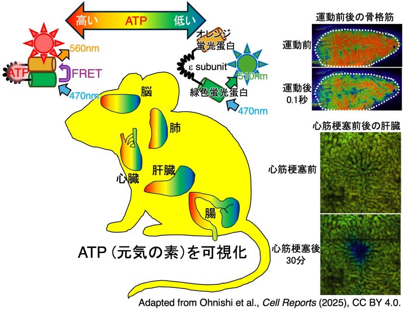 AVID Mouse: A Versatile Platform for Real-Time Multiscale ATP Imaging and Spatial Systems Metabolism Analysis in Living Mice, Yuya Kunisaki and Daiki Setoyama (Department of Clinical Chemistry and Laboratory Medicine)