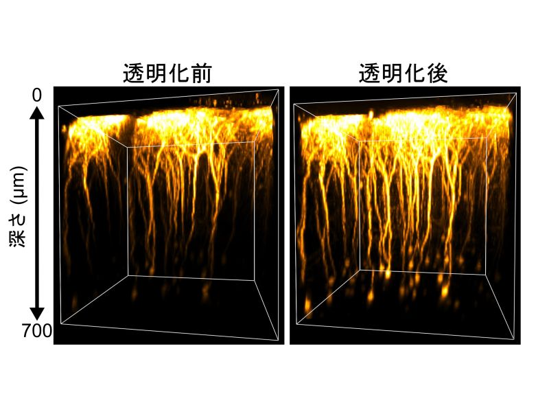 生きたまま組織を透明化できる試薬の開発 ～正常機能を保持したまま透明化して神経細胞の活動を蛍光観察することに成功～（疾患情報研究分野 今井 猛教授、稲垣 成矩助教）