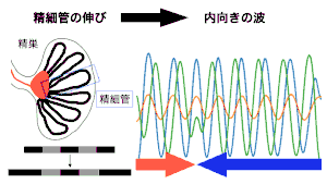 精子を作る波の向きはどう決まる？ 精子を作る管の成長が鍵となる可能性を示す ―男性不妊や生体パターン形成理解に貢献の可能性―（系統解剖学分野 三浦 岳教授、杉原 圭助教）