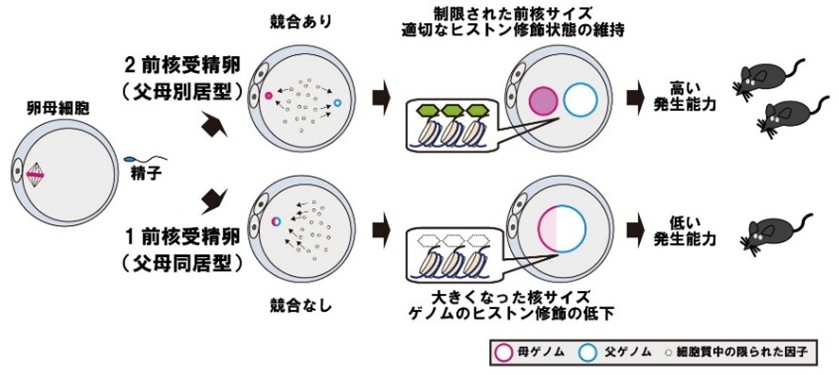 命の始まりは父母ゲノムの「別居」から －父母ゲノム間の競合が受精卵の発生を助ける－（先端医療医学講座 原田 哲仁教授）