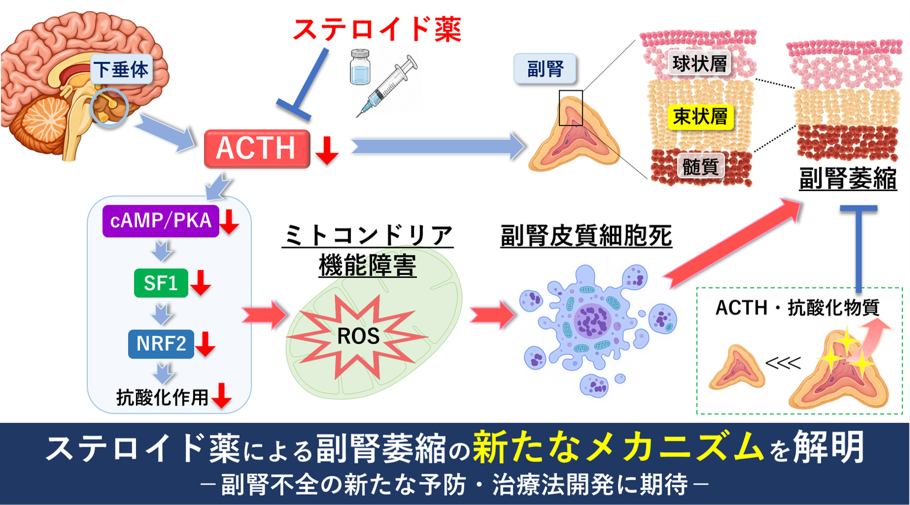 ステロイド薬による副腎萎縮の仕組みを解明 ～ACTH分泌低下が副腎皮質のミトコンドリア障害と細胞死を引き起こす～ ー副腎不全の新たな予防・治療法の開発に期待ー（病態制御内科学分野 病態制御内科学 小川 佳宏 教授）