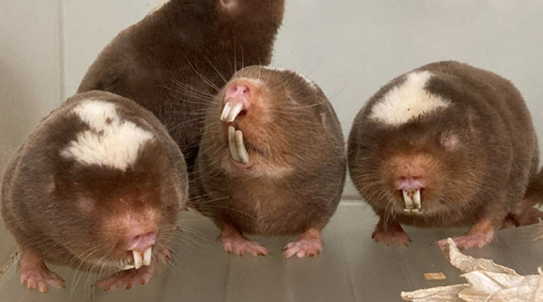 ダマラランドデバネズミの強い発がん耐性を世界で初めて実証 ～近縁のハダカデバネズミと共通する「がんになりにくさ」、異なる防御戦略～（長寿幹細胞医学 三浦 恭子 教授）