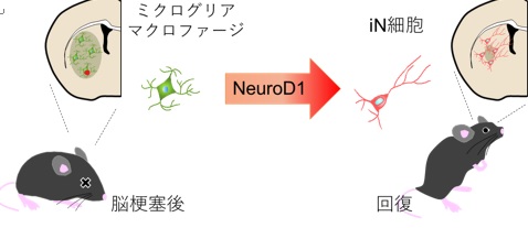 「ダイレクトリプログラミングによりニューロンを新⽣、脳梗塞後の機能回復に成功」（基盤幹細胞学分野 中島 欽一 教授）